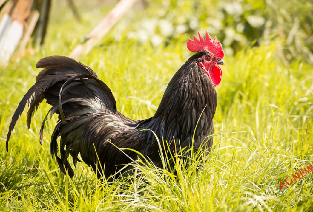 Black bantam cockerel