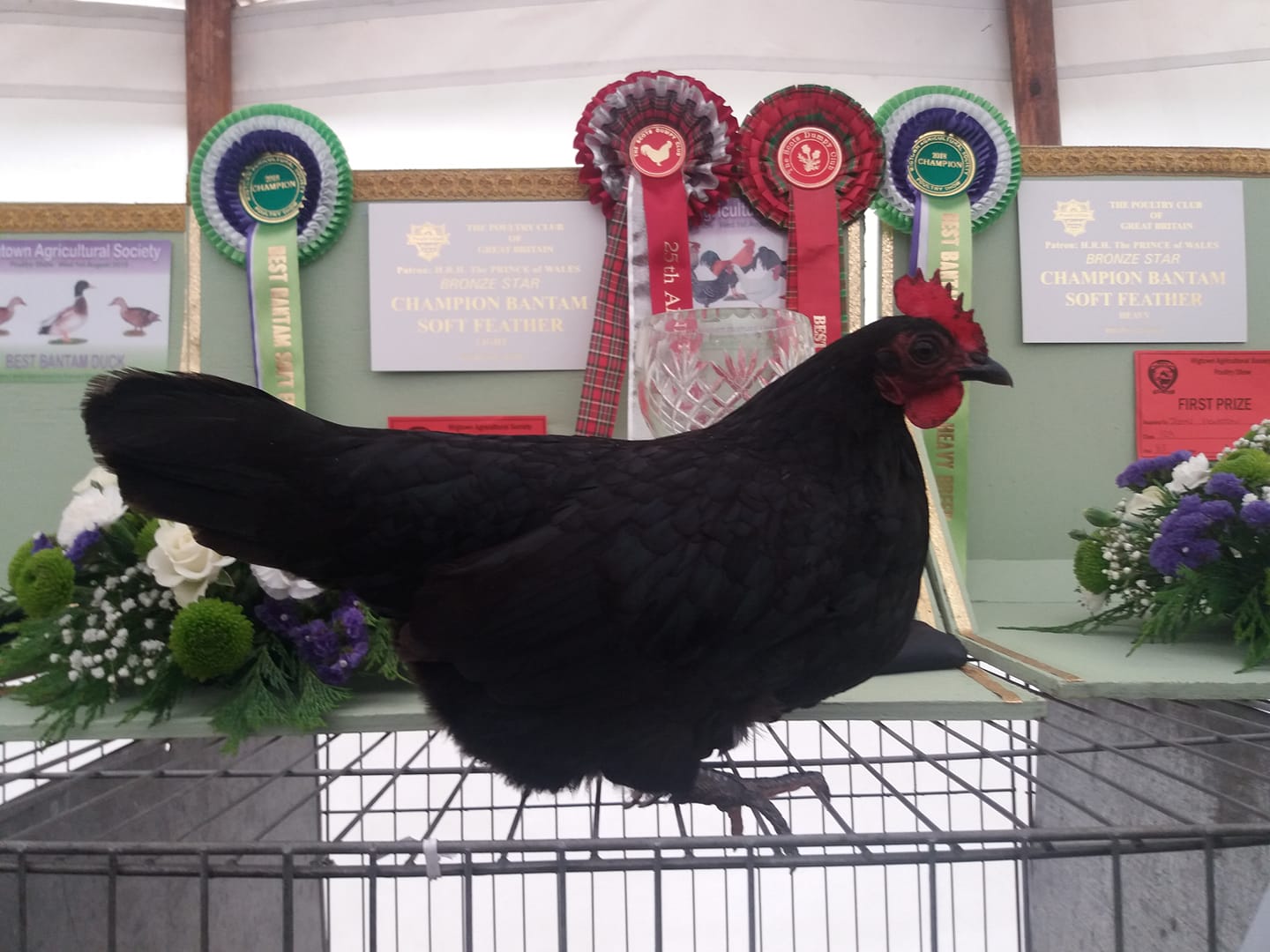 Black bantam female