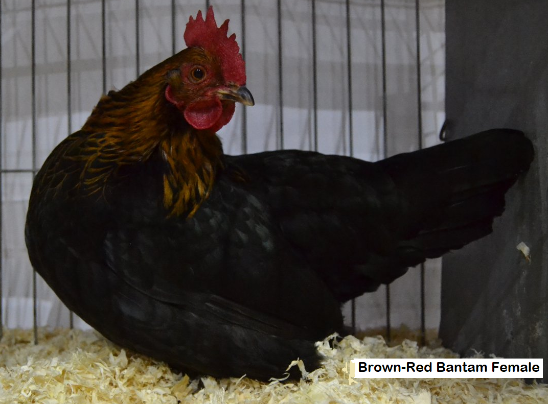 Bantam brown/red