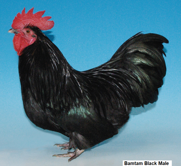 Bantam Black Male