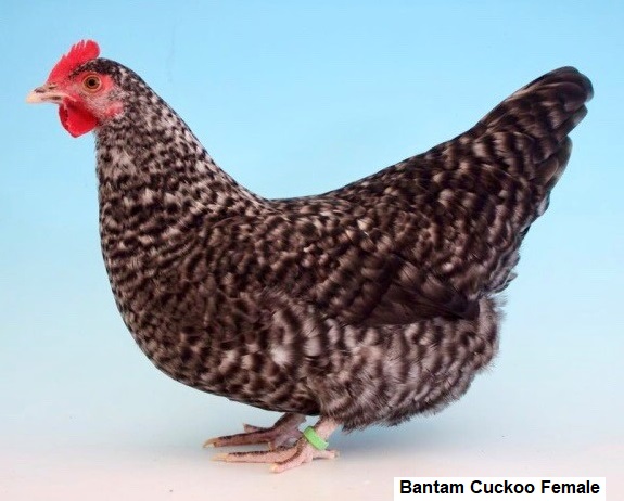 Bantam Cuckoo Female