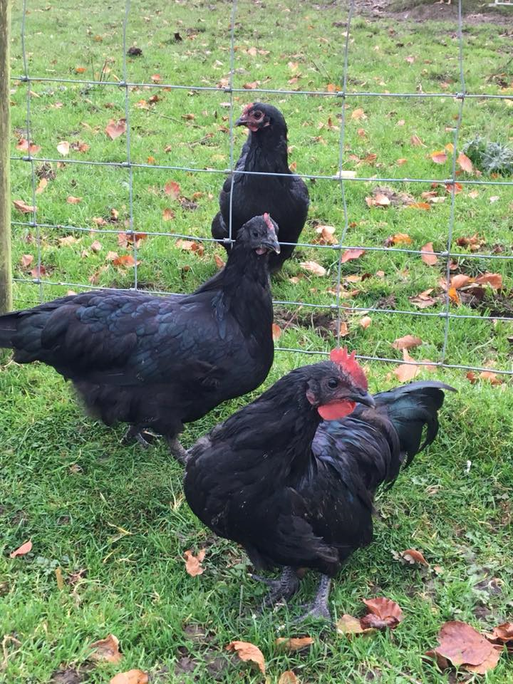 Black Dumpy hens