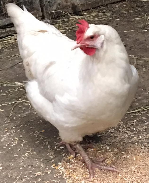 White hen